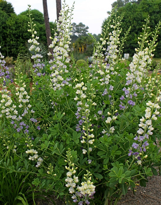 Image of Baptisia 'Lunar Eclipse' PP 25,875 taken at Juniper Level Botanic Gdn, NC by JLBG