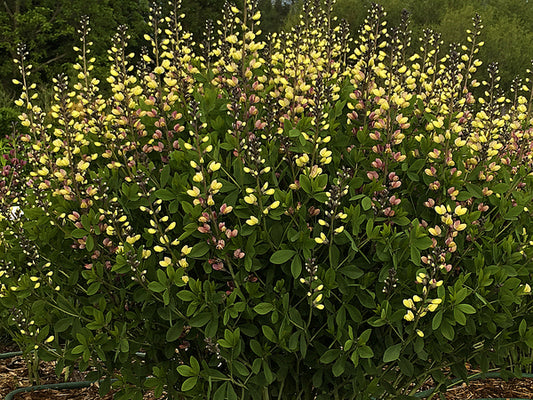 Image of Baptisia 'Pink Lemonade' PP 30,669 taken at Walters Gardens, MI by Walters Gardens