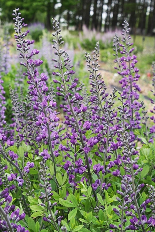 Image of Baptisia 'Royal Candles'  taken at Juniper Level Botanic Gdn, NC by JLBG