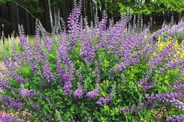 Image of Baptisia 'Royal Candles'  taken at Juniper Level Botanic Gdn, NC by JLBG
