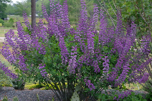 Image of Baptisia 'Royal Candles'  taken at Juniper Level Botanic Gdn, NC by JLBG