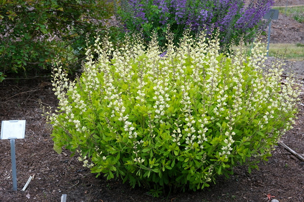 Image of Baptisia 'White Gold' taken at Juniper Level Botanic Gdn, NC by JLBG
