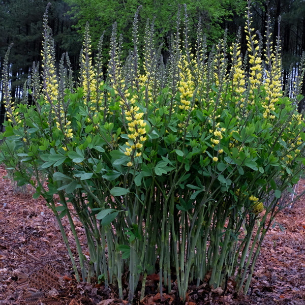 Image of Baptisia 'Yellow Towers' taken at Juniper Level Botanic Gdn, NC by JLBG
