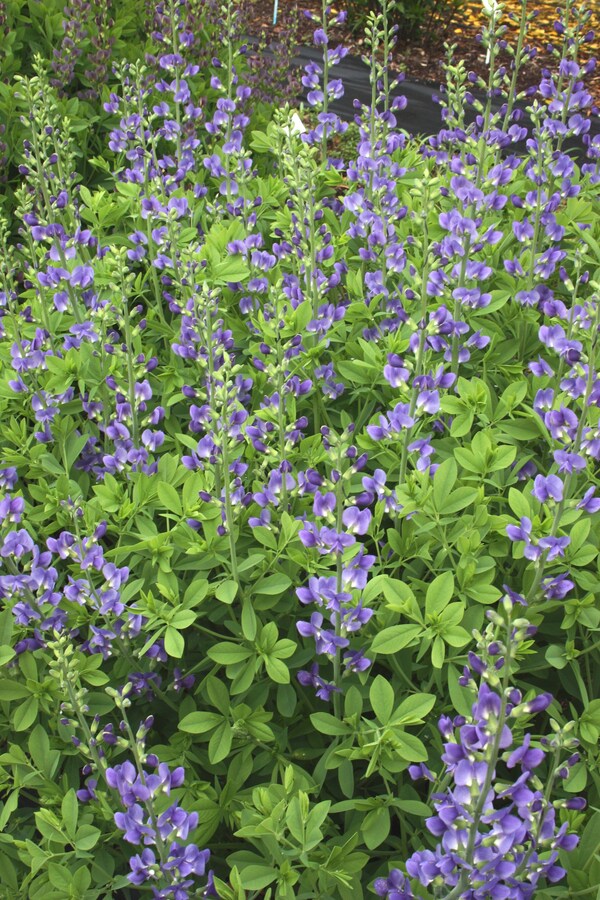 Image of Baptisia australis taken at Juniper Level Botanic Gdn, NC by JLBG