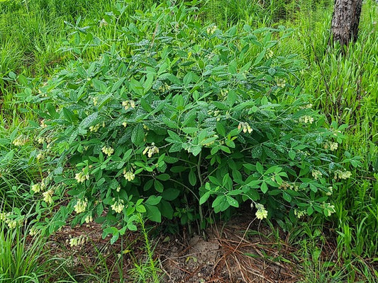 Image of Baptisia megacarpa taken at South Carolina Botanical Gdn, SC by JLBG