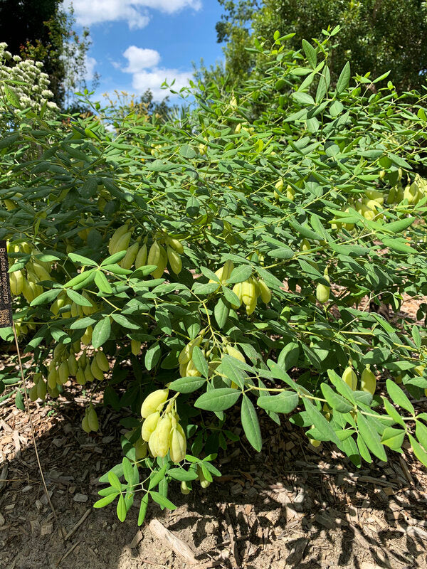 Image of Baptisia megacarpa taken at Juniper Level Botanic Garden, Raleigh NC by Lidia Churakova