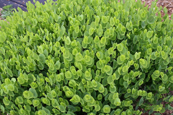 Image of Baptisia perfoliata 'Flying Saucers' taken at Juniper Level Botanic Gdn, NC by JLBG