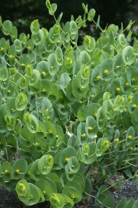 Image of Baptisia perfoliata taken at Juniper Level Botanic Garden, Raleigh NC by JLBG