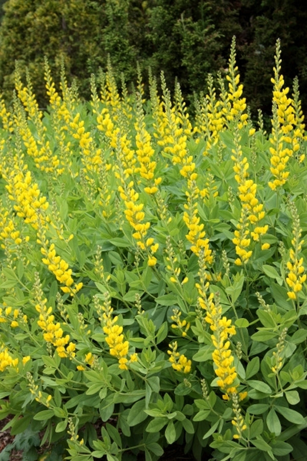 Image of Baptisia sphaerocarpa 'Screamin' Yellow' taken at Juniper Level Botanic Gdn, NC by JLBG