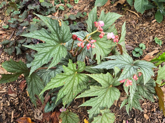 Image of Begonia 'Caribbean Star' taken at Juniper Level Botanic Gdn, NC by JLBG