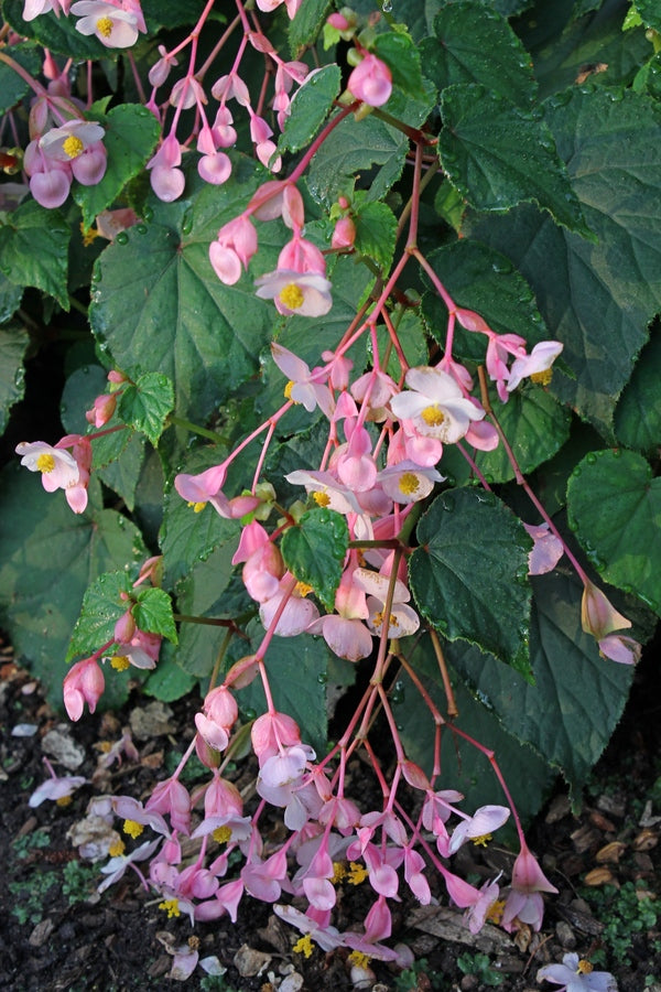 Image of Begonia grandis 'Pink Teardrops' taken at Juniper Level Botanic Gdn, NC by JLBG