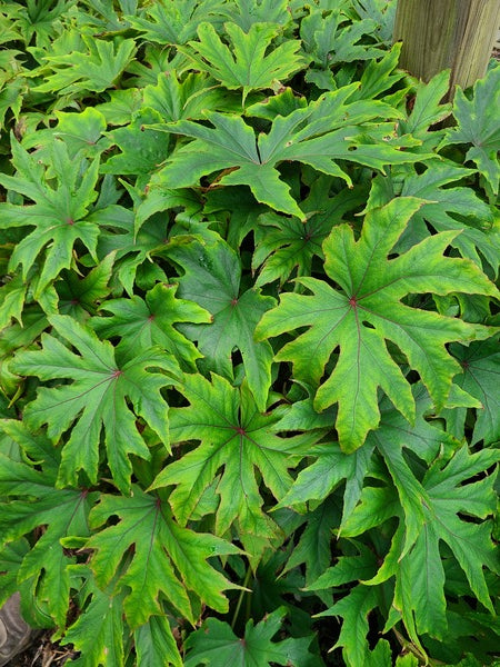 Image of Begonia pedatifida 'Veintastic' taken at Juniper Level Botanic Gdn, NC by JLBG