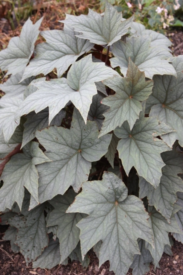 Image of Begonia sp. 'Pewterware' taken at Juniper Level Botanic Gdn, NC by JLBG