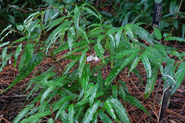 Image of Begonia taiwaniana 'Alishan Angel' taken at Juniper Level Botanic Gdn, NC by JLBG