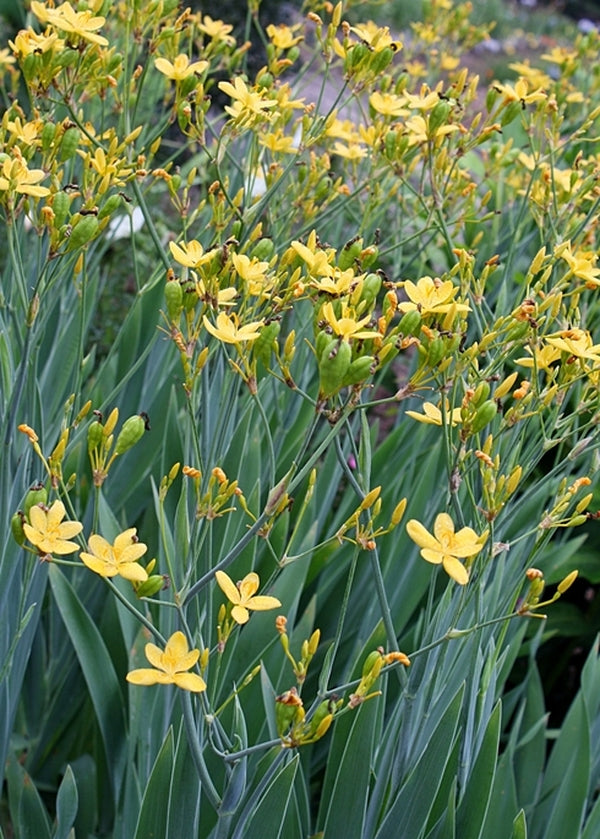 Image of Belamcanda chinensis 'Gone with the Wind' taken at Juniper Level Botanic Gdn, NC by JLBG