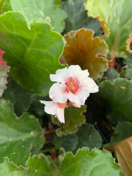 Image of Bergenia 'Ripple Effect' PP 35,105 taken at Juniper Level Botanic Garden, Raleigh NC by Lidia Churakova