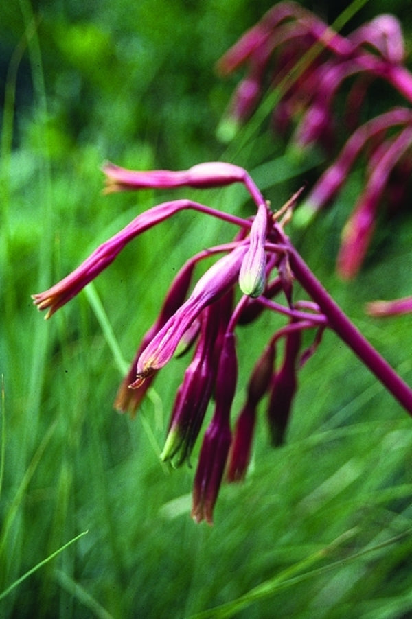 Image of Beschorneria septentrionalis 'Fairey Christmas' taken at J.C. Raulston Arboretum, NC