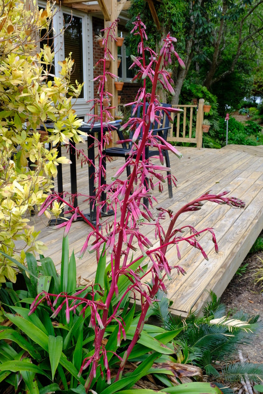 Image of Beschorneria septentrionalis 'Fairey Christmas' taken at Juniper Level Botanic Gdn, NC by JLBG
