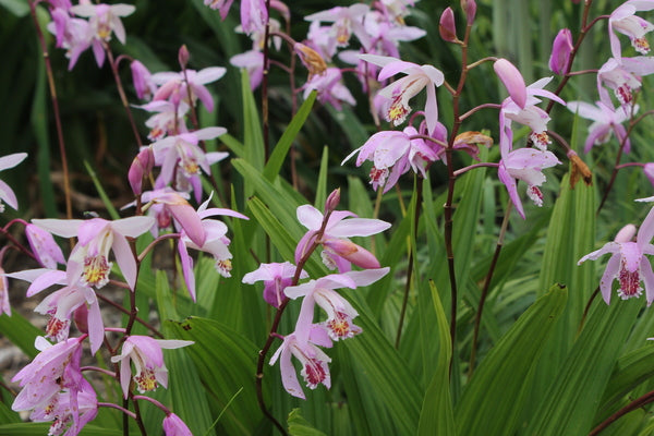 Image of Bletilla 'Brigantes' taken at Juniper Level Botanic Gdn, NC by JLBG