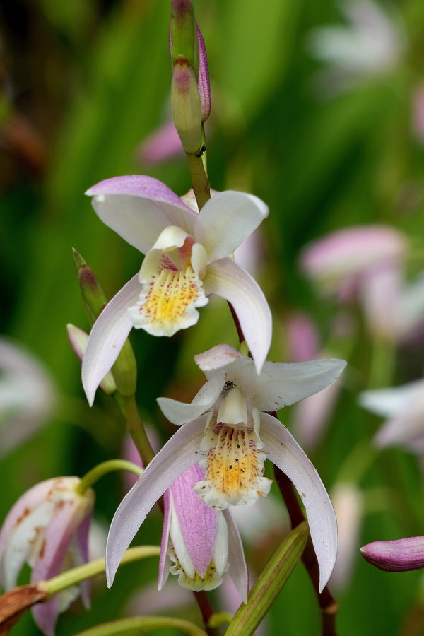 Image of Bletilla 'Weaver's Pink' taken at Juniper Level Botanic Gdn, NC by JLBG