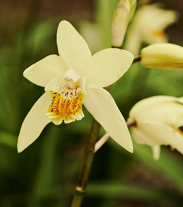 Image of Bletilla ochracea 'Chinese Butterfly' taken at Juniper Level Botanic Gdn, NC by JLBG