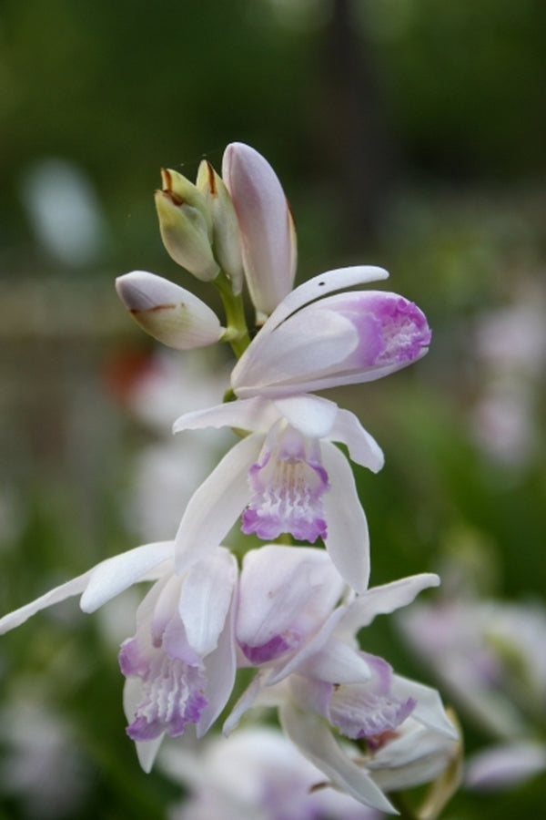 Image of Bletilla striata 'Kuchibeni' taken at Juniper Level Botanic Gdn, NC by JLBG