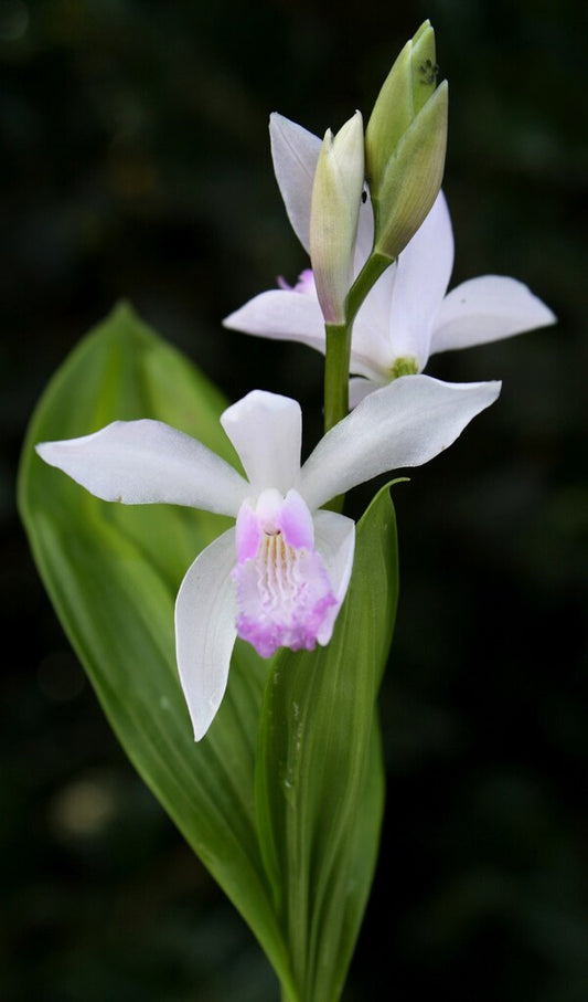 Image of Bletilla striata 'Kuchibeni' taken at Juniper Level Botanic Gdn, NC by JLBG