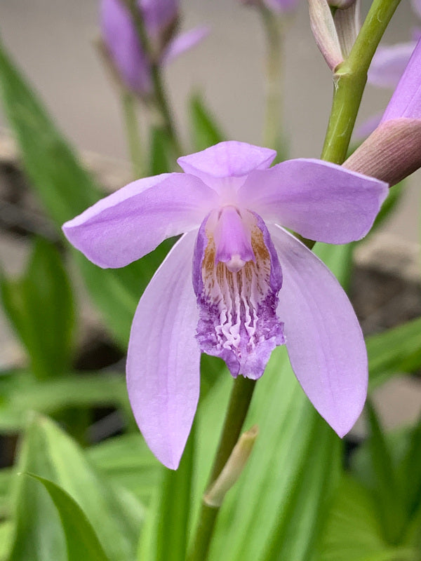 Image of Bletilla striata 'Murasaki Shikibu' taken at Juniper Level Botanic Gdn, NC by C. Hardison