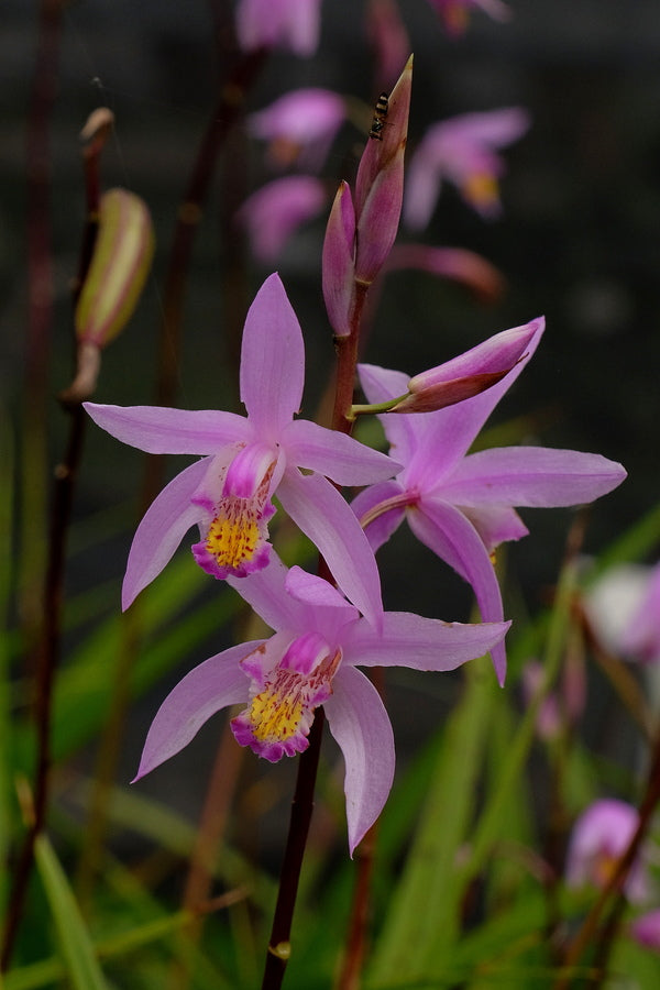 Image of Bletilla x yokohama 'Kate' PP 19,878 taken at Juniper Level Botanic Gdn, NC by JLBG