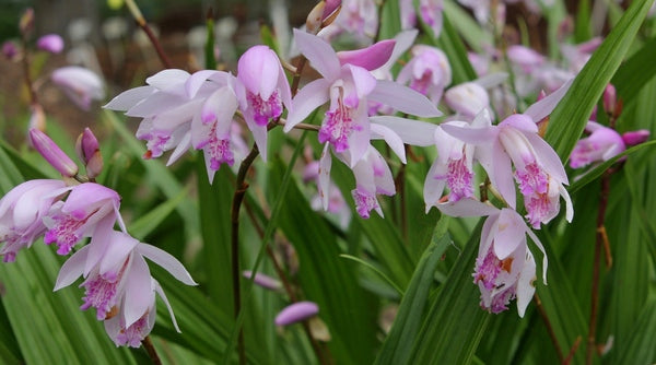 Image of Bletilla x yokohama 'Sweet Lips' taken at Juniper Level Botanic Gdn, NC by JLBG