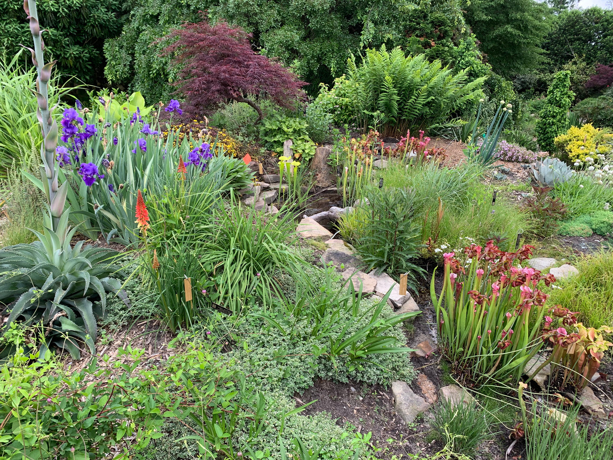 Beautiful pitcher plants and irises in bloom