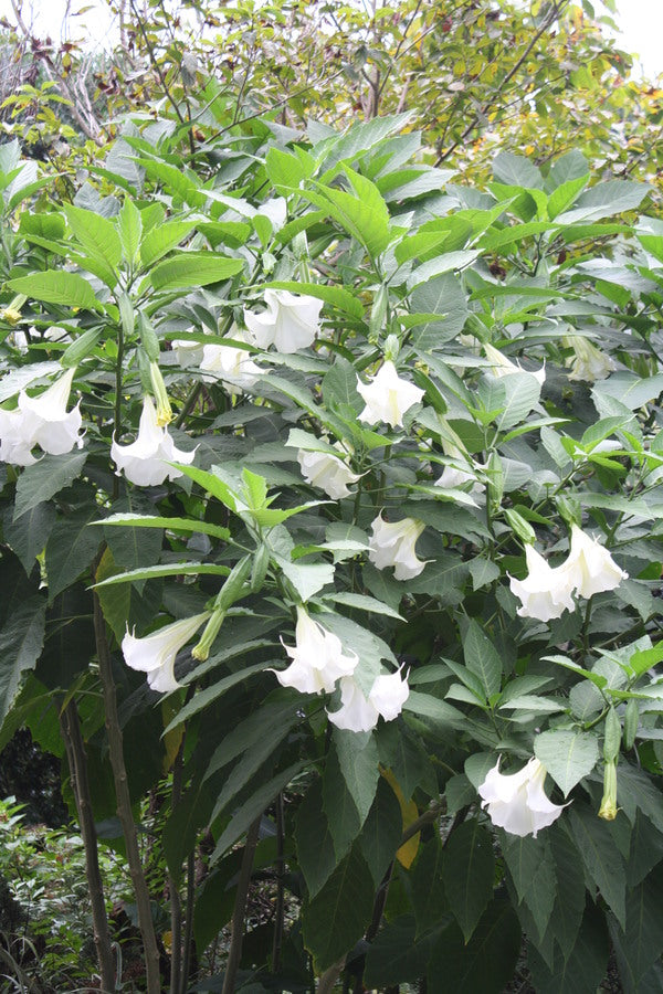 Image of Brugmansia 'Betty Marshall' taken at Juniper Level Botanic Gdn, NC by JLBG