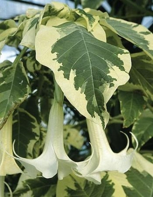 Image of Brugmansia 'Snowbank' taken at Terra Nova Nurseries, OR by T. Avent