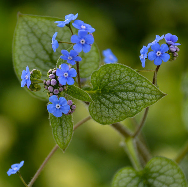 Image of Brunnera macrophylla 'Queen of Hearts' PP 32,737 taken at Walters Gardens, MI by Walters Gardens