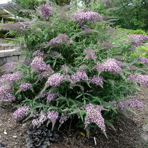 Image of Buddleia 'Lilac Cascade' PP 33,844 taken at Juniper Level Botanic Gdn, NC by JLBG