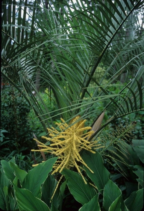 Image of Butia odorata taken at F. Galloway Gdn, NC
