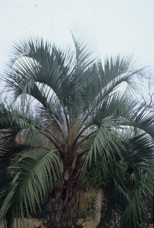 Image of Butia odorata taken at Gary's Nsy, NC