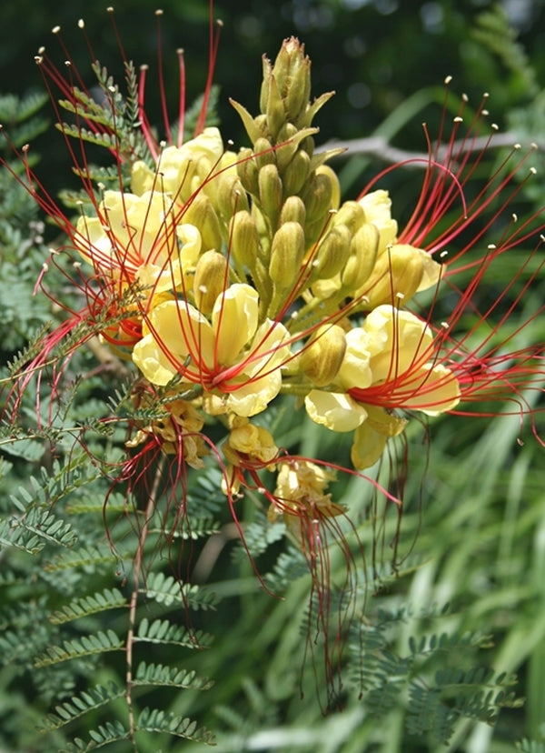 Image of Caesalpinia gilliesii taken at Juniper Level Botanic Gdn, NC by JLBG