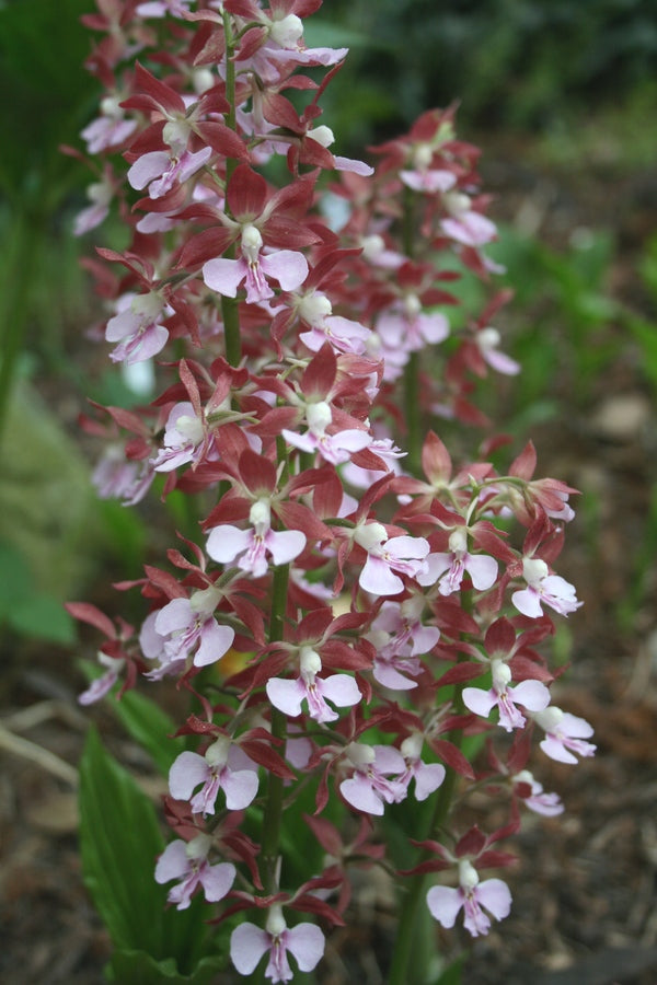 Image of Calanthe 'Kozu Spice' taken at Juniper Level Botanic Gdn, NC by JLBG
