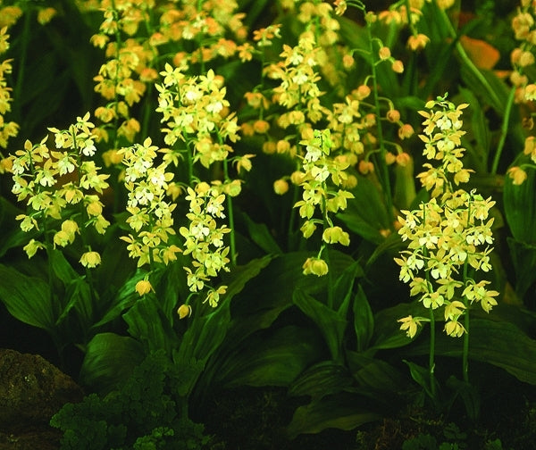 Image of Calanthe 'Takane' taken at B. Yinger Gdn, PA by B. Yinger