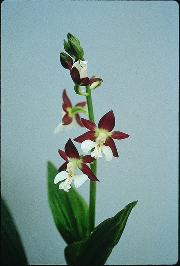 Image of Calanthe discolor taken at B. Yinger Gdn, PA by B. Yinger