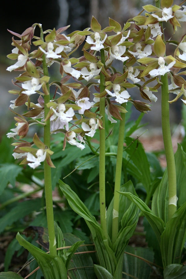 Image of Calanthe discolor taken at Juniper Level Botanic Gdn, NC by JLBG