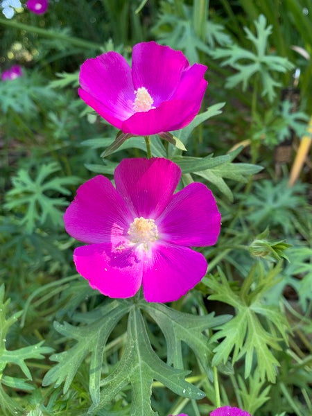 Image of Callirhoe involucrata taken at Juniper Level Botanic Garden, Raleigh NC by Lidia Churakova