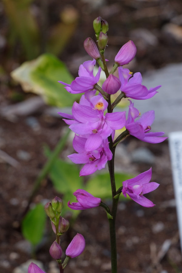 Image of Calopogon 'Fluffy' taken at Juniper Level Botanic Gdn, NC by JLBG