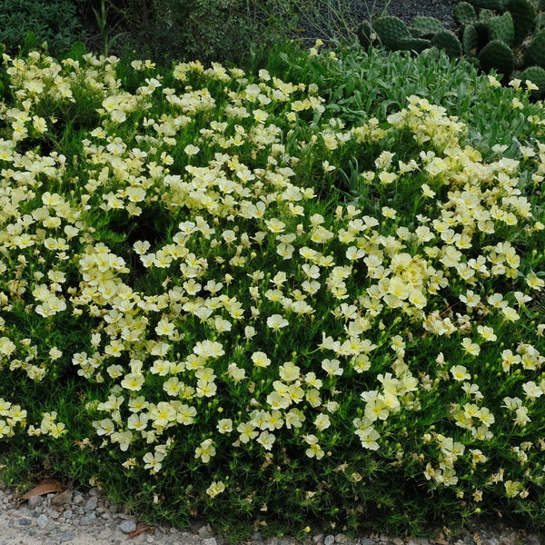 Image of Calylophus berlandieri 'Butter Cream' taken at Juniper Level Botanic Gdn, NC by JLBG