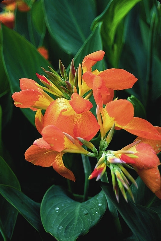 Image of Canna x generalis 'Orange Punch' taken at Juniper Level Botanic Gdn, NC by JLBG