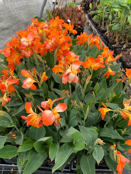 Image of Canna x generalis 'Orange Punch' taken at Juniper Level Botanic Garden, Raleigh NC by Lidia Churakova