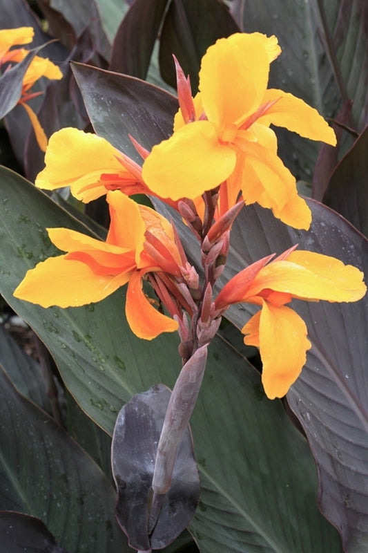 Image of Canna x generalis 'Pacific Beauty' taken at Juniper Level Botanic Gdn, NC by JLBG