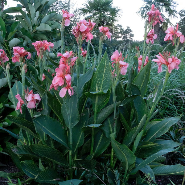Image of Canna x generalis 'Rose Tiger' taken at Juniper Level Botanic Gdn, NC by JLBG