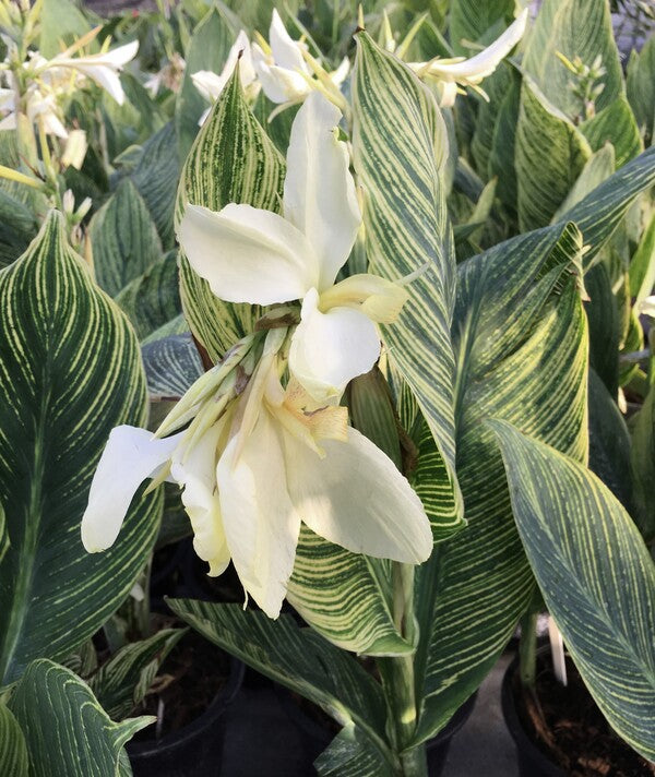Image of Canna x generalis 'White Tiger' PP 32,738 taken at In Situ Thailand by B. Yinger